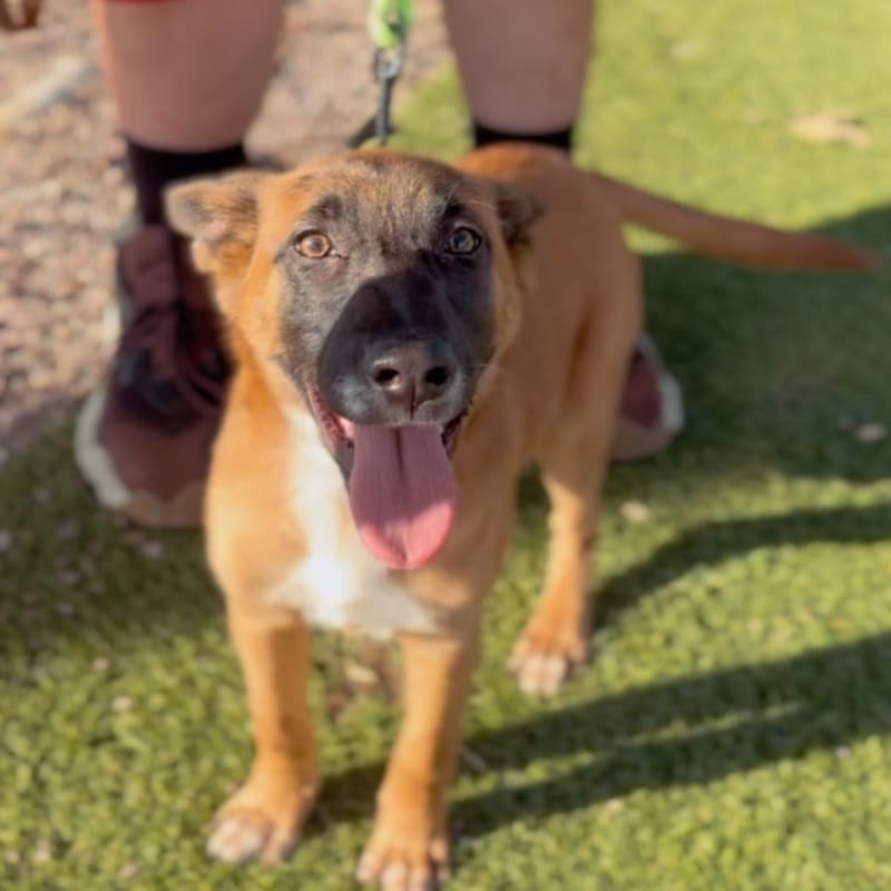 An image of Holly. Holly is a Shepherd, Belgian Malinois/Mixed Breed (Medium).