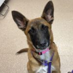 An image of Holly. Holly is a Shepherd, Belgian Malinois/Mixed Breed (Medium).