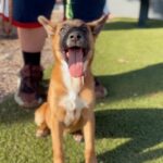 An image of Holly. Holly is a Shepherd, Belgian Malinois/Mixed Breed (Medium).