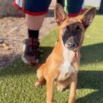 An image of Holly. Holly is a Shepherd, Belgian Malinois/Mixed Breed (Medium).