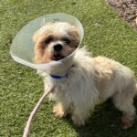 An image of Osito. Osito is a Maltese.