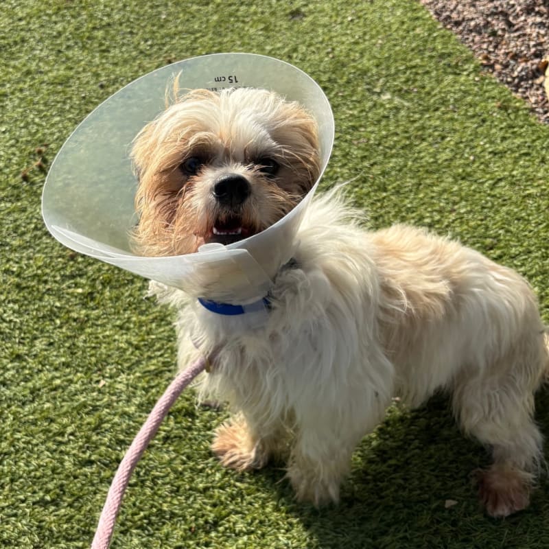 An image of Osito. Osito is a Maltese.