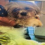 An image of Osito. Osito is a Maltese.