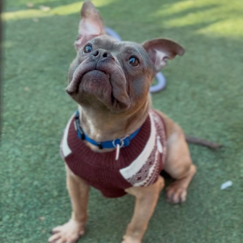 An image of Greyson. Greyson is a Terrier, Pit Bull.