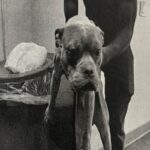 An image of Greyson. Greyson is a Terrier, Pit Bull.