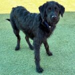 An image of Rolo. Rolo is a Retriever, Black Labrador.