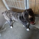 An image of Charlie. Charlie is a Terrier, Pit Bull/Mixed Breed (Large).