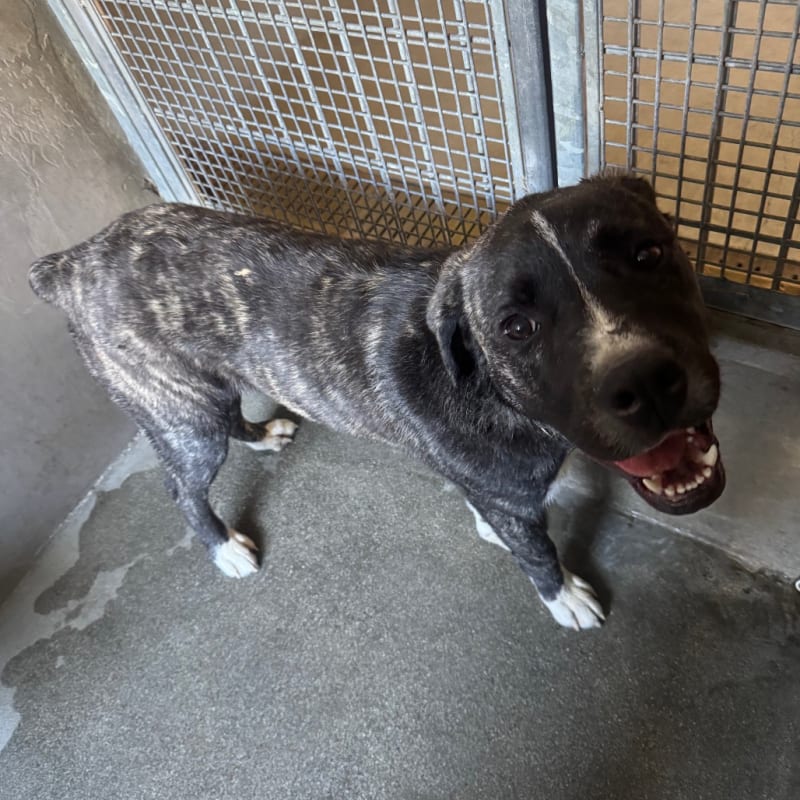 An image of Charlie. Charlie is a Terrier, Pit Bull/Mixed Breed (Large).