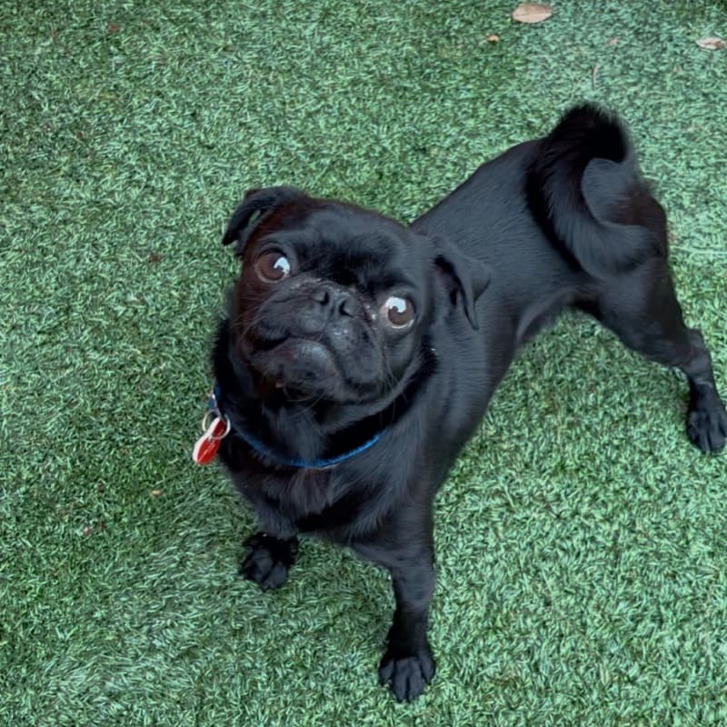 An image of Pogo. Pogo is a Pug.