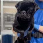 An image of Pogo. Pogo is a Pug.