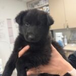 An image of Wanda. Wanda is a Shepherd.