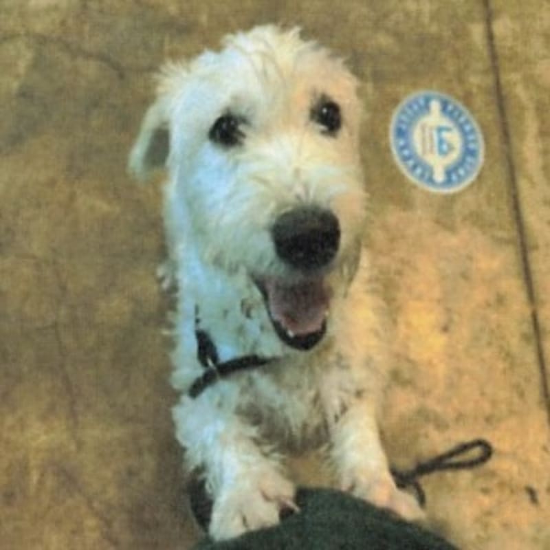 An image of Largo. Largo is a Terrier, West Highland White Westie.