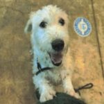 An image of Largo. Largo is a Terrier, West Highland White Westie.