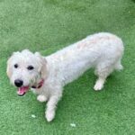 An image of Largo. Largo is a Terrier, West Highland White Westie.