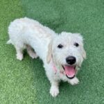 An image of Largo. Largo is a Terrier, West Highland White Westie.