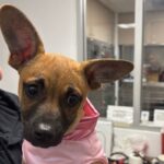 An image of Penny. Penny is a Chihuahua/Mixed Breed (Medium).