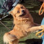 An image of Bare. Bare is a Pomeranian/Pug.