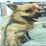 An image of Bare. Bare is a Pomeranian/Pug.