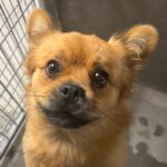 An image of Bare. Bare is a Pomeranian/Pug.