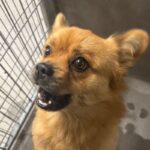 An image of Bare. Bare is a Pomeranian/Pug.