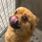 An image of Bare. Bare is a Pomeranian/Pug.