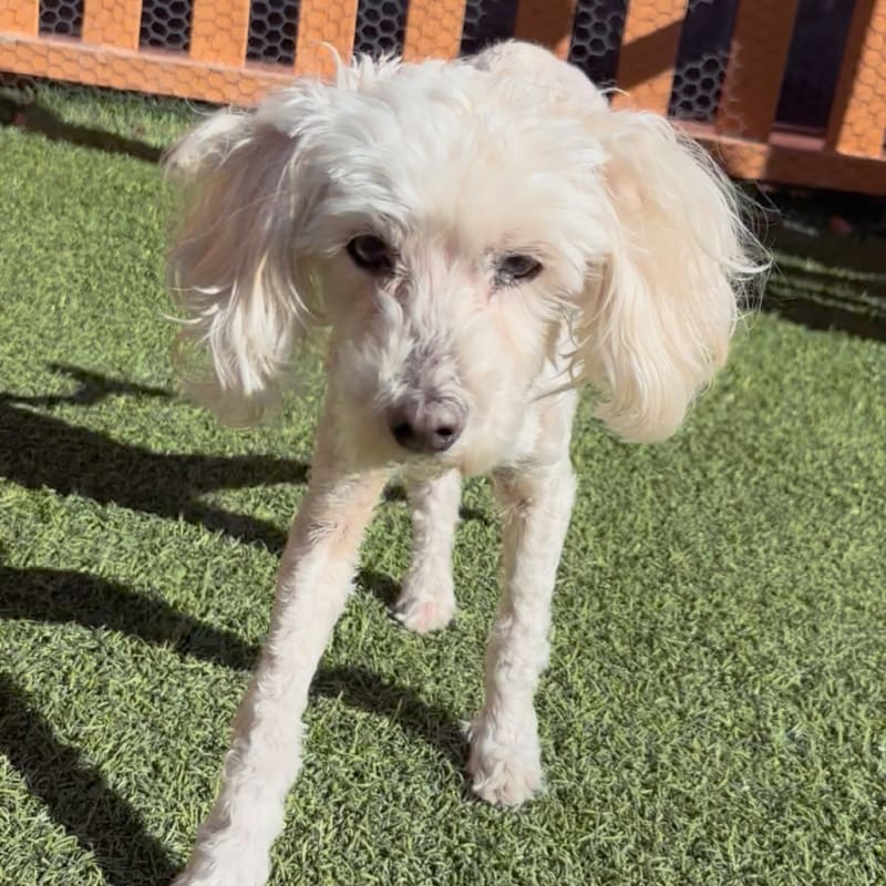 An image of Bella. Bella is a Poodle, Toy.