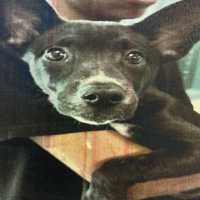 An image of Pea. Pea is a Kelpie, Australian.