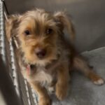 An image of Terry. Terry is a Terrier/Mixed Breed (Small).