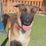 An image of Mambo. Mambo is a Shepherd, German.