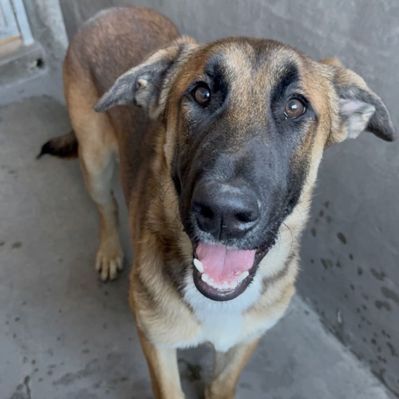 An image of Mambo. Mambo is a Shepherd, German.