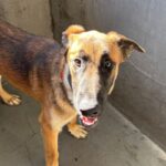 An image of Mambo. Mambo is a Shepherd, German.