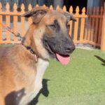 An image of Mambo. Mambo is a Shepherd, German.