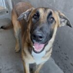 An image of Mambo. Mambo is a Shepherd, German.