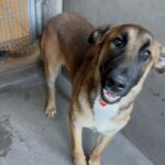 An image of Mambo. Mambo is a Shepherd, German.