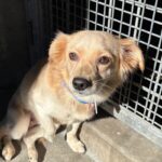 An image of Laesa. Laesa is a Chihuahua/Mixed Breed (Small).