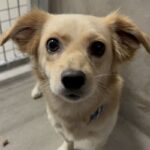 An image of Laesa. Laesa is a Chihuahua/Mixed Breed (Small).