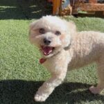 An image of Kikia. Kikia is a Maltese/Poodle, Toy.