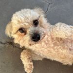 An image of Kikia. Kikia is a Maltese/Poodle, Toy.
