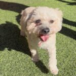 An image of Kikia. Kikia is a Maltese/Poodle, Toy.