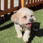 An image of Kikia. Kikia is a Maltese/Poodle, Toy.