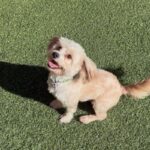 An image of Snowy. Snowy is a Maltese.