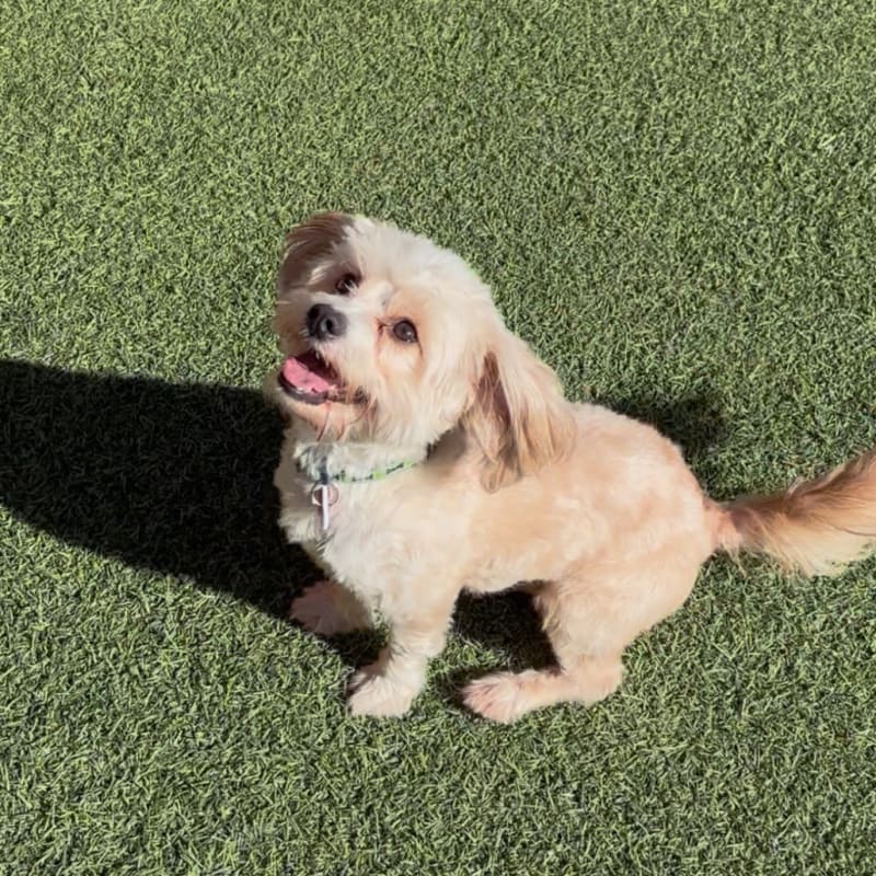 An image of Snowy. Snowy is a Maltese.