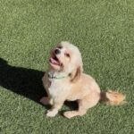 An image of Snowy. Snowy is a Maltese.