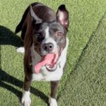 An image of Shaw. Shaw is a Collie, Border/Mixed Breed (Medium).