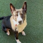 An image of Shaw. Shaw is a Collie, Border/Mixed Breed (Medium).