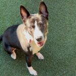 An image of Shaw. Shaw is a Collie, Border/Mixed Breed (Medium).