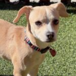 An image of Lupita. Lupita is a Chihuahua.