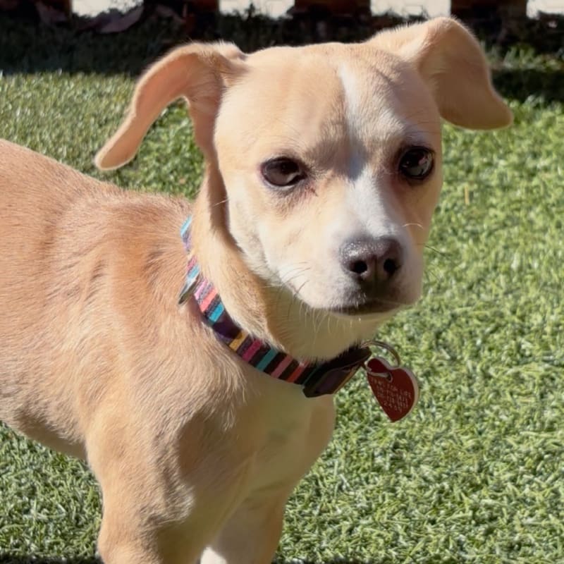 An image of Lupita. Lupita is a Chihuahua.