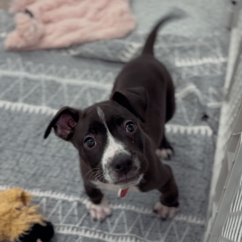 An image of Rocco. Rocco is a Terrier, Pit Bull.