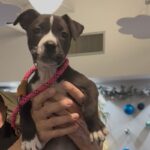 An image of Rocco. Rocco is a Terrier, Pit Bull.